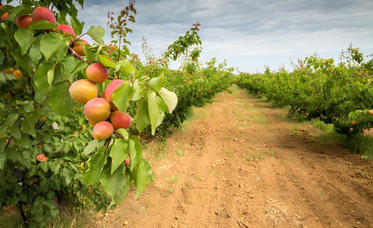 MUSTAFAKEMALPAŞALI ÜRETİCİYE ‘KLOK’ UYARISI