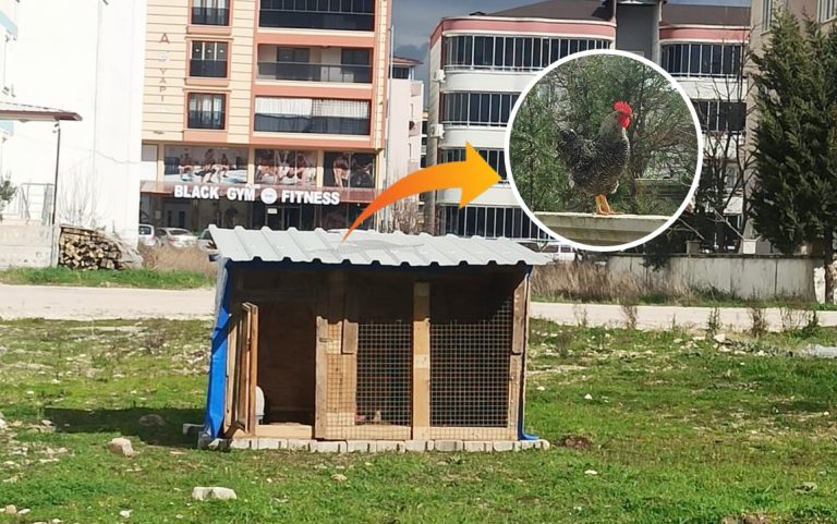 BAŞIBOŞ HAYVANLAR KABUS OLDU